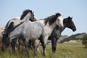 Horses for Nature: Equids and extensive grazing in Britain Main Header